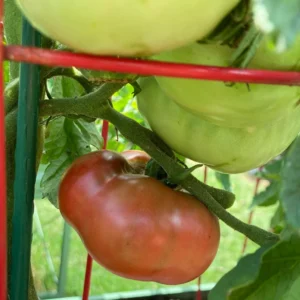 Cherokee Purple Tomato Plant - 2.5 Inch Pot - Live Vegetable Plant