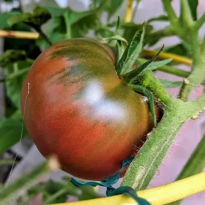 Cherokee Purple Tomato Plant - 2.5 Inch Pot - Live Vegetable Plant