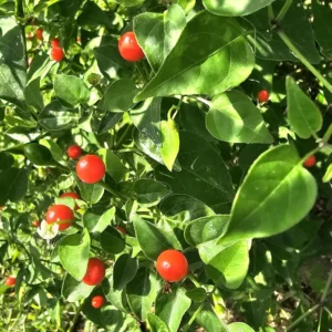 Chiltepin Tepin Pepper Plant - 2.5 Inch Pot - Vegetable Plant