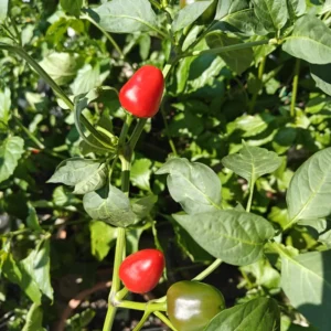 Chiltepin Tepin Pepper Plant - 2.5 Inch Pot - Vegetable Plant