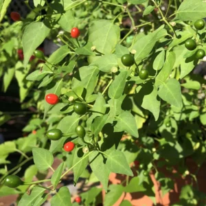 Chiltepin Tepin Pepper Plant - 2.5 Inch Pot - Vegetable Plant