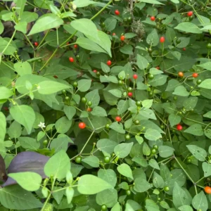 Chiltepin Tepin Pepper Plant - 2.5 Inch Pot - Vegetable Plant