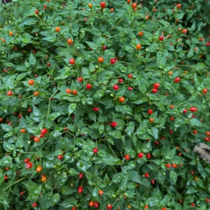 Chiltepin Tepin Pepper Plant - 2.5 Inch Pot - Vegetable Plant