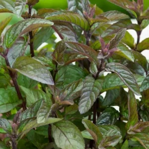 Chocolate Mint Plant Set - Live Culinary Herb - High Yield Outdoor Planting