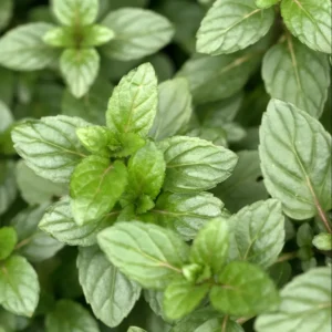Chocolate Mint Plant Set - Live Culinary Herb - High Yield Outdoor Planting