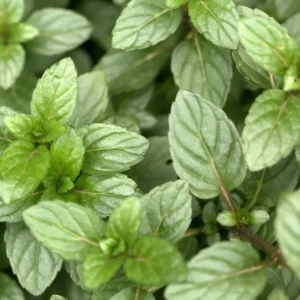 Chocolate Mint Plant Set - Live Culinary Herb - High Yield Outdoor Planting