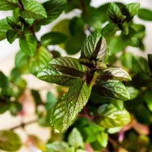 Chocolate Mint Plants - 3 Pack Live Herbs - Starter Plants 4-6 Inch
