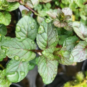 Chocolate Mint Plants - 3 Pack Live Herbs - Starter Plants 4-6 Inch