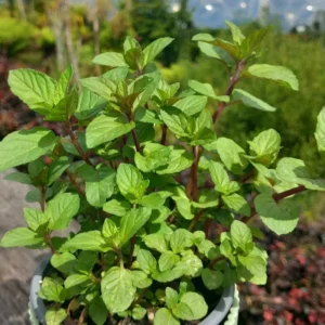 Chocolate Mint Plants - 3 Pack Live Herbs - Starter Plants 4-6 Inch