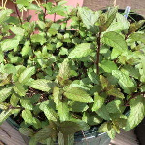 Chocolate Mint Plants - 3 Pack Live Herbs - Starter Plants 4-6 Inch