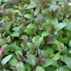 Chocolate Mint Plants - 3 Pack Live Herbs - Starter Plants 4-6 Inch