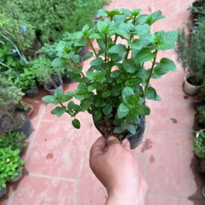 Chocolate Mint Plants - Set of 3 Live Herb Plants for Outdoor Growing