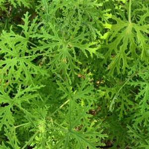 Citronella Plant Set of 2, Live Mosquito Repellent Plants, Indoor Outdoor