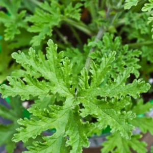 Citronella Plant Set of 2, Live Mosquito Repellent Plants, Indoor Outdoor