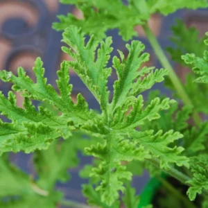 Citronella Plant Set of 2, Live Mosquito Repellent Plants, Indoor Outdoor