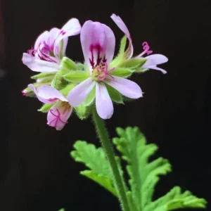 Citronella Plant Set of 2, Live Mosquito Repellent Plants, Indoor Outdoor