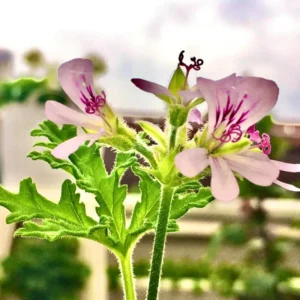 Citronella Plants Live - 2 Pack Indoor/Outdoor Starter Plants for Gardening