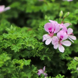 Citronella Plants Live - 4 Pack - Indoor/Outdoor Mosquito Repellent Plants