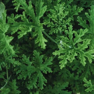 Citronella Plants Live - 4 Pack - Indoor/Outdoor Mosquito Repellent Plants