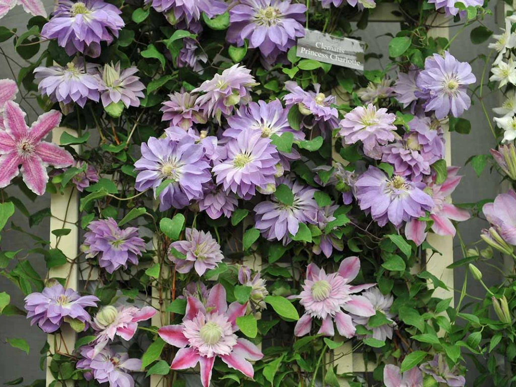 Clematis (Clematis species and hybrids)