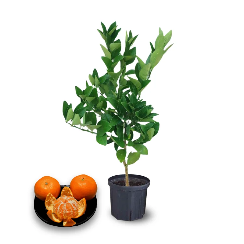 Clementine Trees Live Plants - 2 to 3 Feet Tall - 1 Gallon Pot - Citrus Fruits