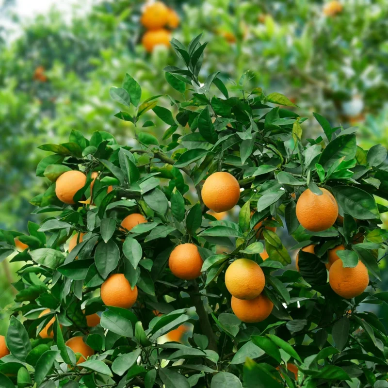 Clementine Trees Live Plants - 2 to 3 Feet Tall - 1 Gallon Pot - Citrus Fruits
