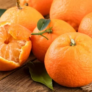 Clementine Trees Live Plants - 2 to 3 Feet Tall - 1 Gallon Pot - Citrus Fruits