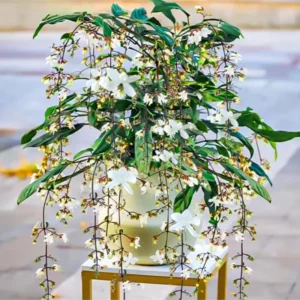 Clerodendrum Wallichii Live Plant - Vine to Grow - 10-15 inch Tall - Flowering Plant