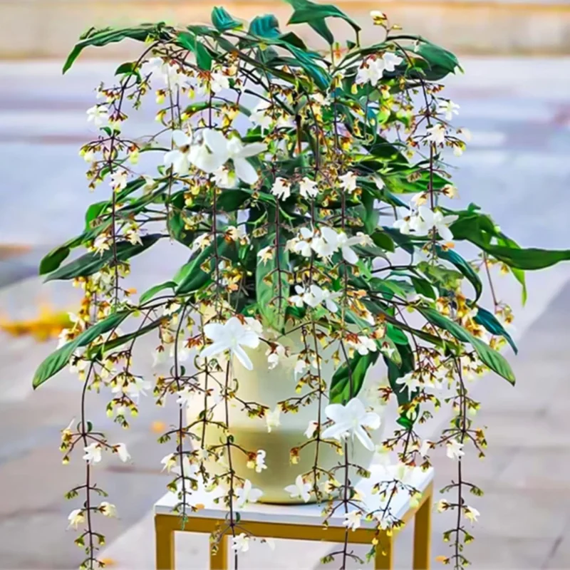 Clerodendrum Wallichii Live Plant - Vine to Grow - 10-15 inch Tall - Flowering Plant