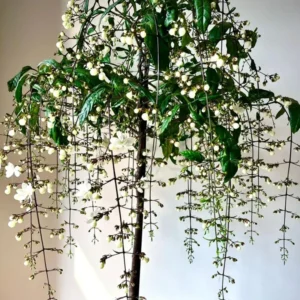 Clerodendrum Wallichii Live Plant - Vine to Grow - 10-15 inch Tall - Flowering Plant