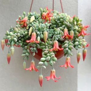 Cotyledon Pendens Succulent Live Plant - 2 Inch Pot - Hanging Easy-Care