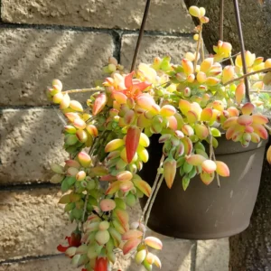 Cotyledon Pendens Succulent Live Plant - 2 Inch Pot - Hanging Easy-Care