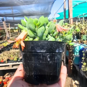 Cotyledon Pendens Succulent Live Plant - 2 Inch Pot - Hanging Easy-Care