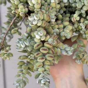 Cotyledon Pendens Succulent Live Plant - 2 Inch Pot - Hanging Easy-Care