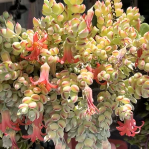 Cotyledon Pendens Succulent Live Plant - 2 Inch Pot - Hanging Easy-Care
