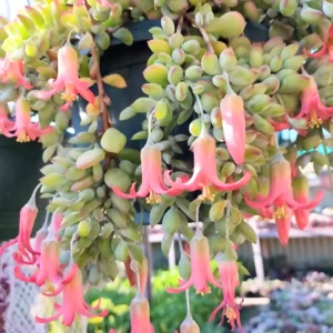 Cotyledon Pendens Succulent Live Plant - 2 Pot Hanging Cliff Variety