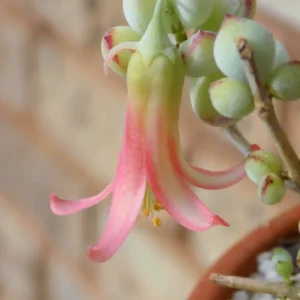 Cotyledon Pendens Succulent Live Plant - 2 Pot Hanging Cliff Variety