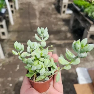 Cotyledon Pendens Succulent Live Plant - 2 Pot Hanging Cliff Variety