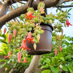 Cotyledon Pendens Succulent Live Plant - 2 Pot Hanging Cliff Variety