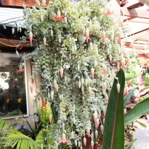 Cotyledon Pendens Succulent Live Plant - 2 Pot Hanging Cliff Variety