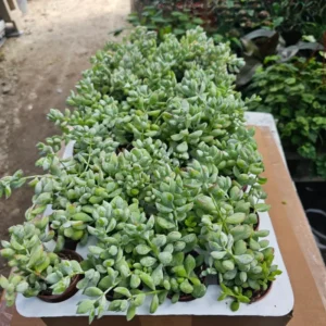 Cotyledon Pendens Succulent Live Plant - Trailing Variety in 4 Inch Pot