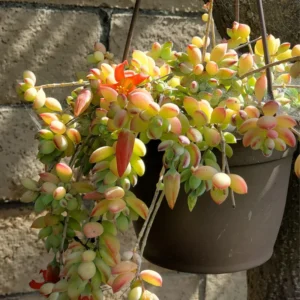 Cotyledon Pendens Trailing Succulent - 2 Inch Potted House Plant
