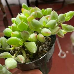Cotyledon Pendens Trailing Succulent - 2 Inch Potted House Plant
