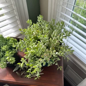 Cotyledon Pendens Trailing Succulent - 2 Inch Potted House Plant