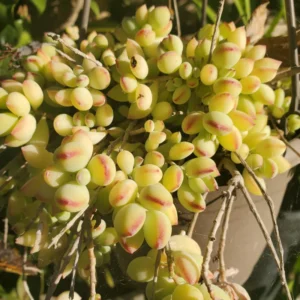 Cotyledon Pendens Trailing Succulent - 2 Inch Potted House Plant