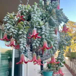 Cotyledon Pendens Trailing Succulent - 2 Inch Potted House Plant