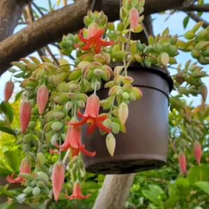 Cotyledon Pendens Trailing Succulent - 4 Inch Potted Live Plant