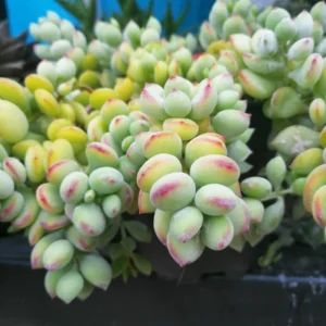 Cotyledon Pendens Trailing Succulent - 4 Inch Potted Live Plant