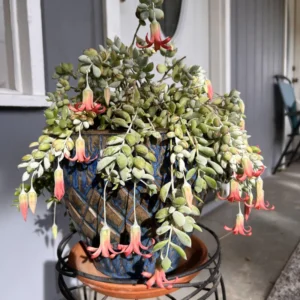 Cotyledon Pendens Trailing Succulent - 4 Inch Potted Live Plant