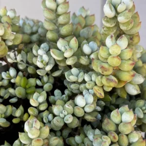 Cotyledon Pendens Trailing Succulent - 4 Inch Potted Live Plant